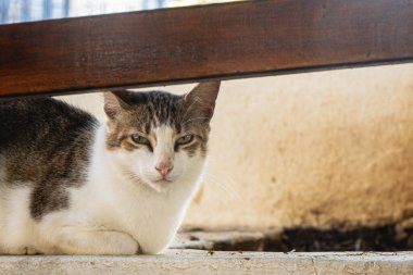 Gri ve kahverengi benekli beyaz kedi dinleniyor.