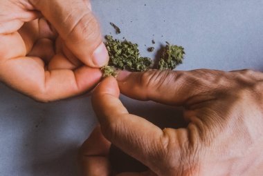 Erkek elleri tütün ve sigara yapmak için marihuana hazırlıyor.
