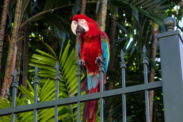 Macaw Červeným Modrým Žlutým Peřím Sedící Kovovém Plotě — Stock fotografie