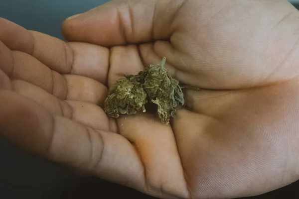 Rechterhand Met Een Groene Knop Marihuana Uit Plant — Stockfoto