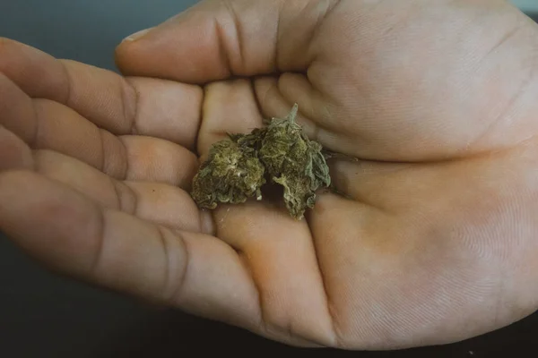 Rechterhand Met Een Groene Knop Marihuana Uit Plant — Stockfoto