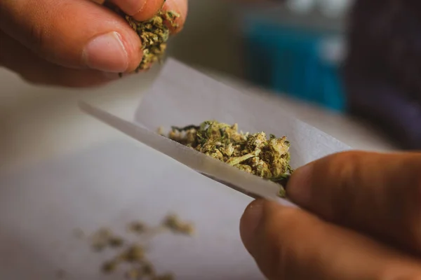 Blanke Mensenhanden Die Een Marihuana Tabak Maken Rolpapier — Stockfoto