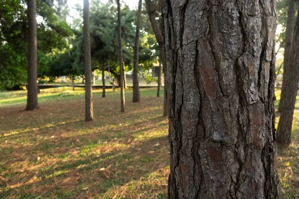 Vista Árboles Parque Natural Con Hojas Caídas Vista Cerca Del — Foto de Stock