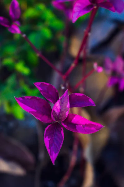 紫色の葉と赤い茎を持つ熱帯植物 名前代替ブラジリア語 — ストック写真