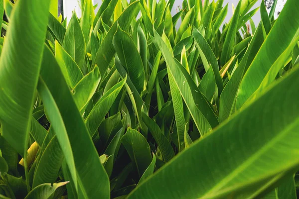 Long green leaves vegetation background with yellow pigments.