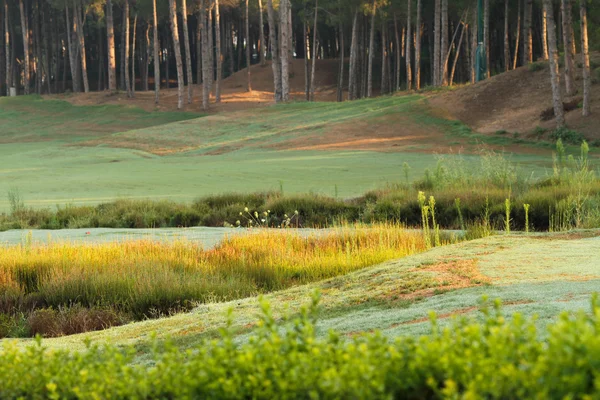 Green lawn, a pine forest — Stock Photo, Image