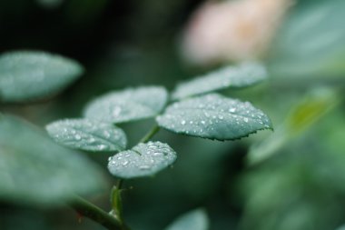 çiy ile yeşil yaprakları gül 