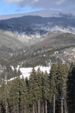 Karpatlar Noel ağacı