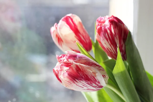Frühlingsstrauß aus rosa und weißen Tulpen — Stockfoto