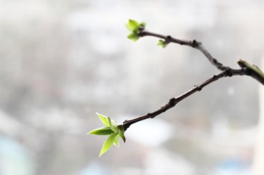 Genç huş ağacı yaprakları