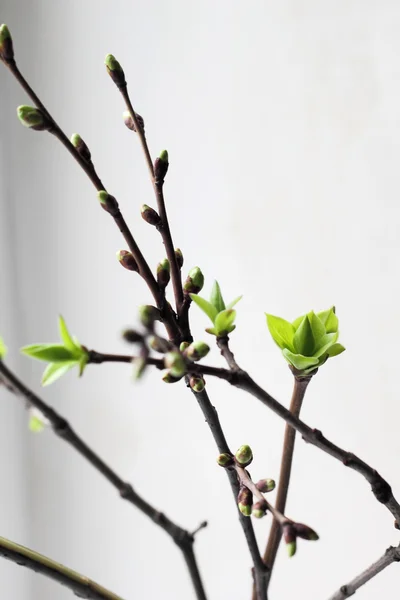 Genç huş ağacı yaprakları