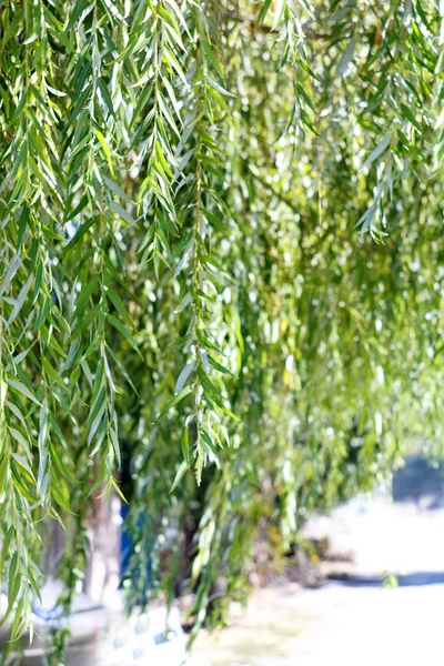 Söğüt dalları niteliğine