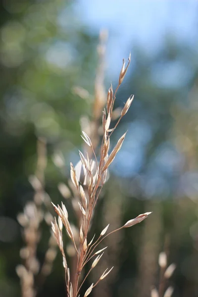 Plateaux jaunes d'herbe — Photo