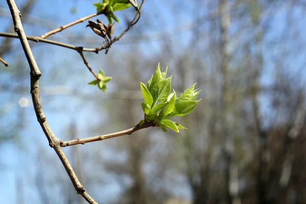 Branch with green leaf, Young leaf on a tree