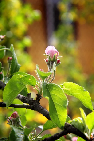 Knoppen, op een appelboom — Stockfoto