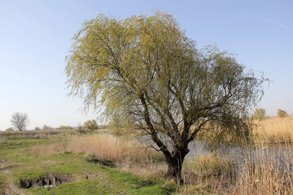 Bahar nehir ve orman. Doğa kompozisyon — Stok fotoğraf