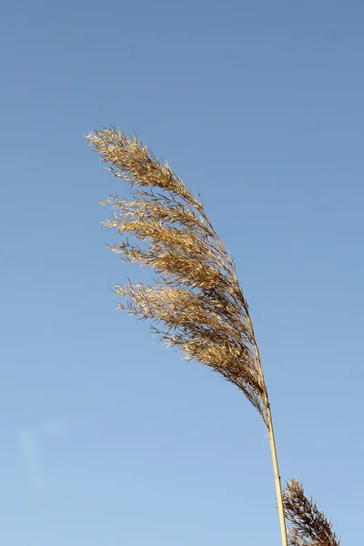 Reed in de rustige avond op een zonsondergang — Stockfoto