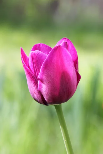 Eine rosa Tulpe im Park — Stockfoto