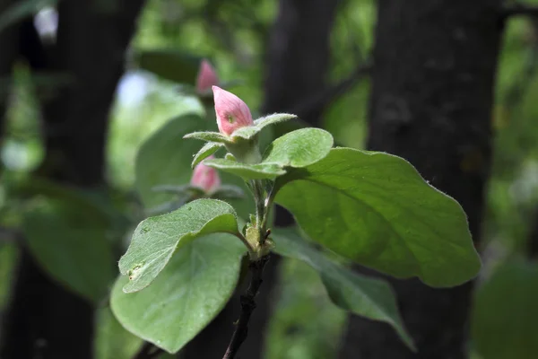 Buds, em uma árvore de maçã — Fotografia de Stock