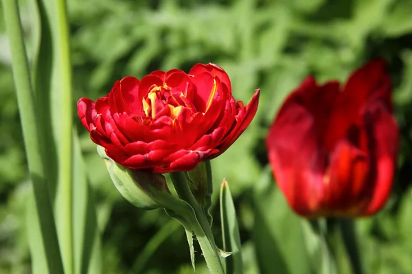 Nahaufnahme von einzelnen roten und gelben Tulpen — Stockfoto