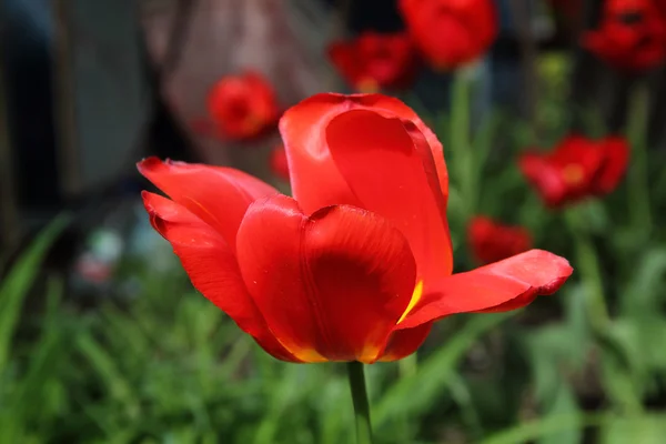 Gros plan d'une seule tulipe rouge et jaune — Photo