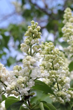 Beyaz leylak çiçekleri yakın plan