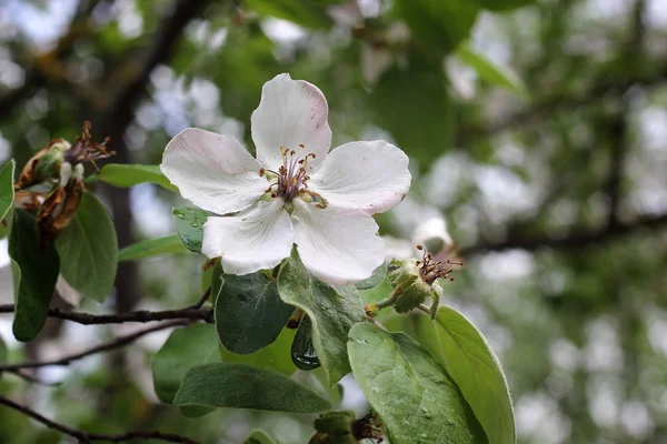 Bir çiçek elma ağacı, yakın çekim — Stok fotoğraf
