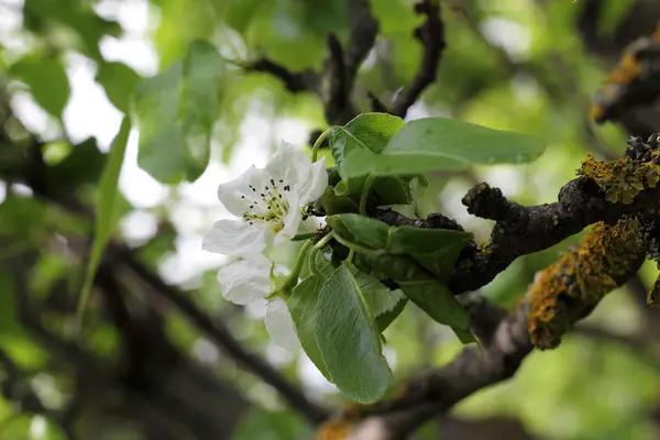 Uma macieira de flor, close-up — Fotografia de Stock