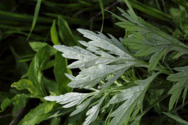 yeşil yaprakları üzerinde çiy damlaları