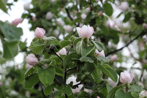 Buds, on an apple tree — Stock Photo, Image