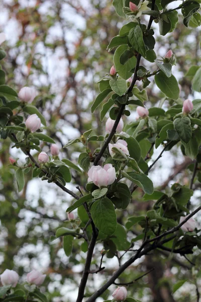 Tomurcukları, bir elma ağacı üzerinde — Stok fotoğraf