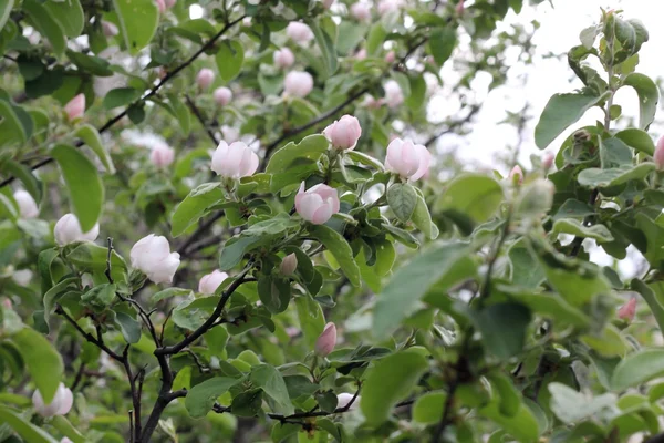 Knoppen, op een appelboom — Stockfoto