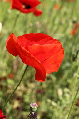 kırmızı gelincik çiçekleri