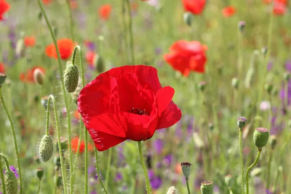 Rode papaver bloemen — Stockfoto