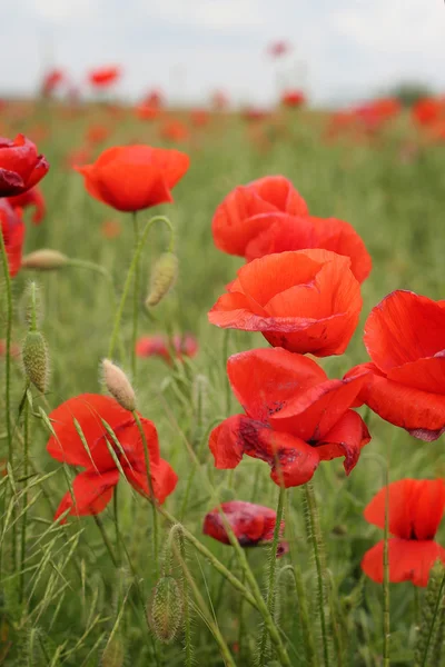 Rode papaver bloemen — Stockfoto