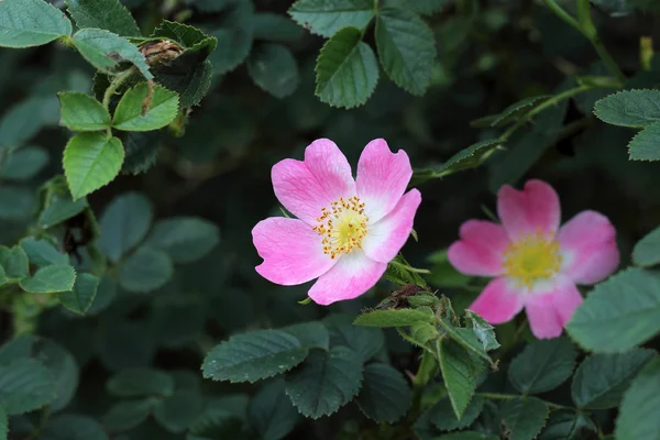 Dzikiej róży na zielonym tle — Zdjęcie stockowe