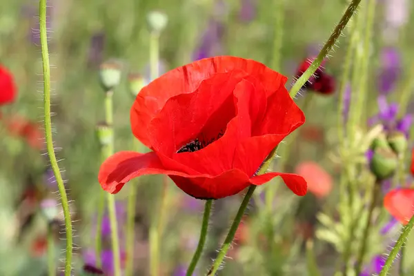 Flores de amapola roja — Foto de Stock