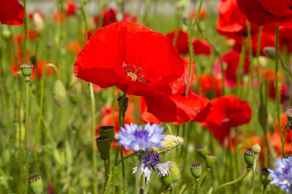 Czerwone kwiaty maku i chaber — Zdjęcie stockowe