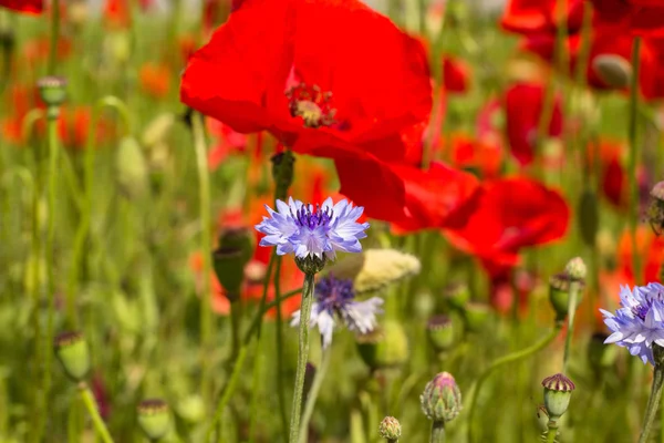 Flores de amapola roja y aciano — Foto de Stock