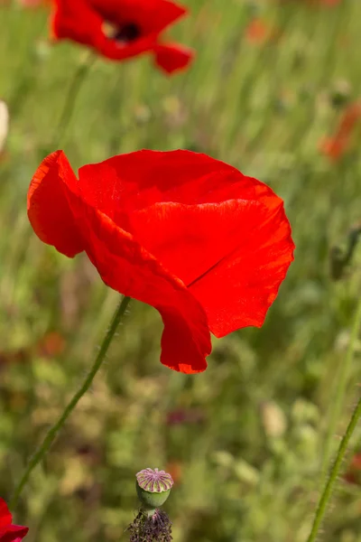 Rode papaver bloemen — Stockfoto