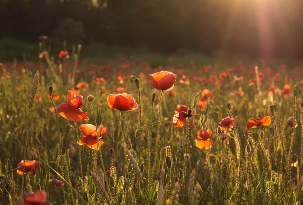 Rode papaver bloemen — Stockfoto