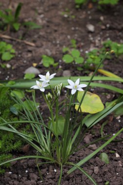 Bahçede açan Güzel Beyaz Çiçekler