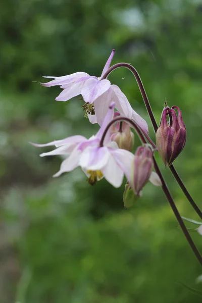 Цветущие розовый колумбийский, aquilegia — стоковое фото