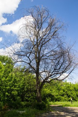 Çıplak huş ağacı