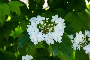 Kartopu çiçeklerin Viburnum opulus ağaç