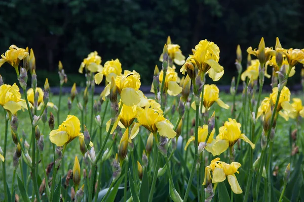 Gelbe Schwertlilien im Garten — Stockfoto