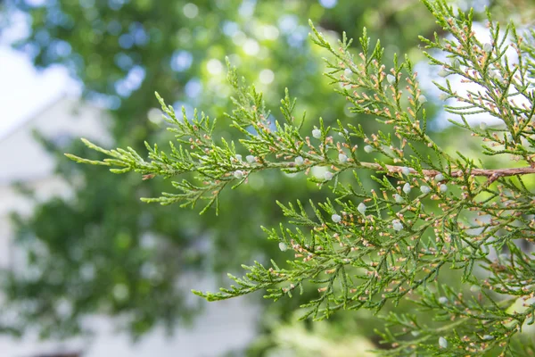 Gröna thuja trädgrenar — Stockfoto