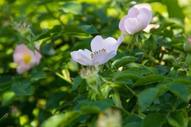Beyaz vahşi çiçek aka Rosa acicularis gül
