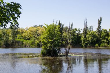 güzel bir gölet yansımaları ile görünümünü