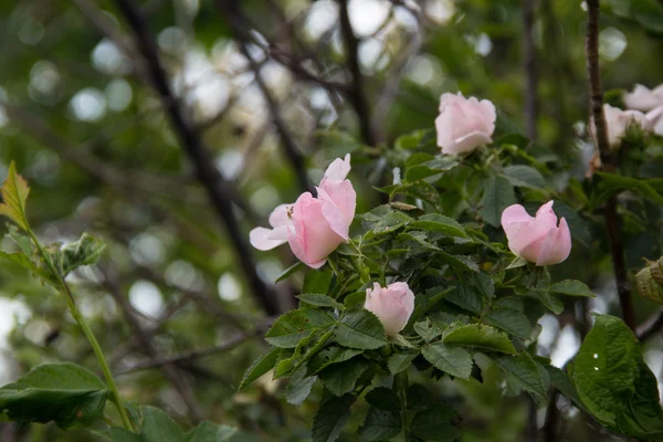 Beyaz vahşi çiçek aka Rosa acicularis gül — Stok fotoğraf